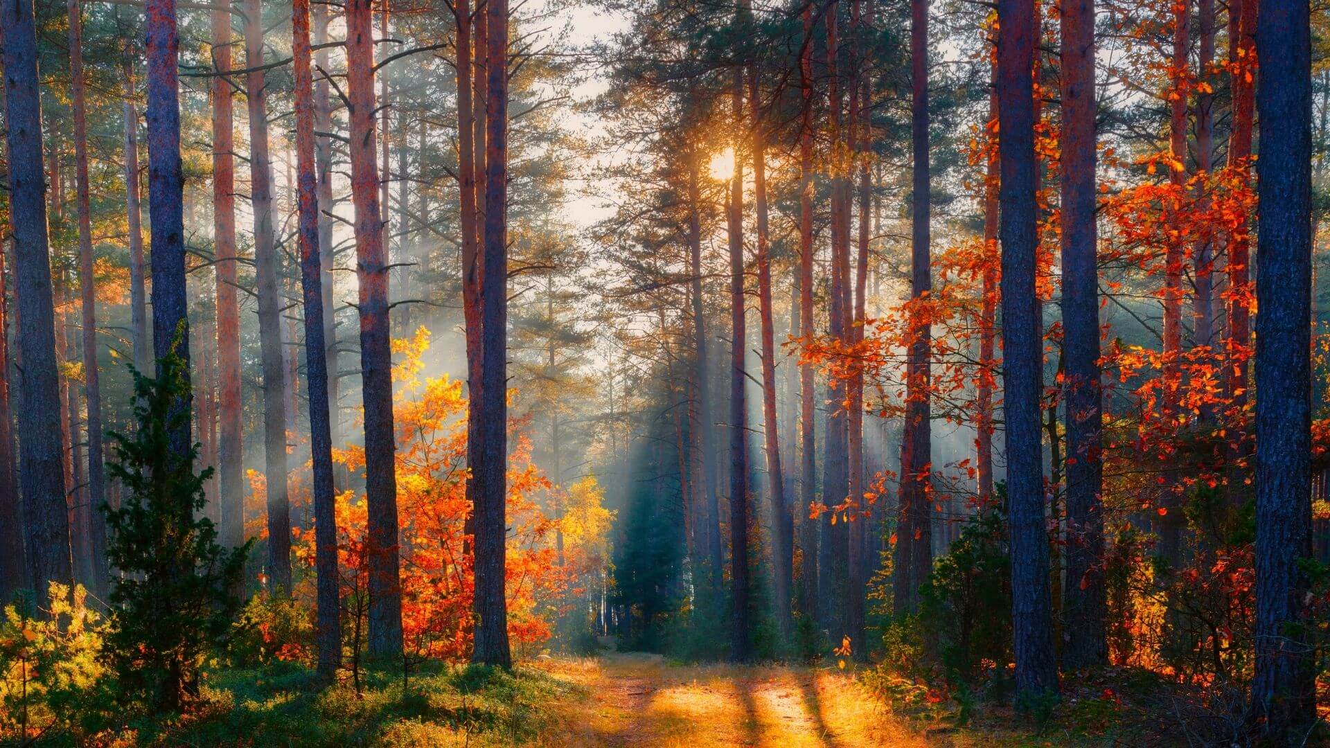 Picture of a forest
